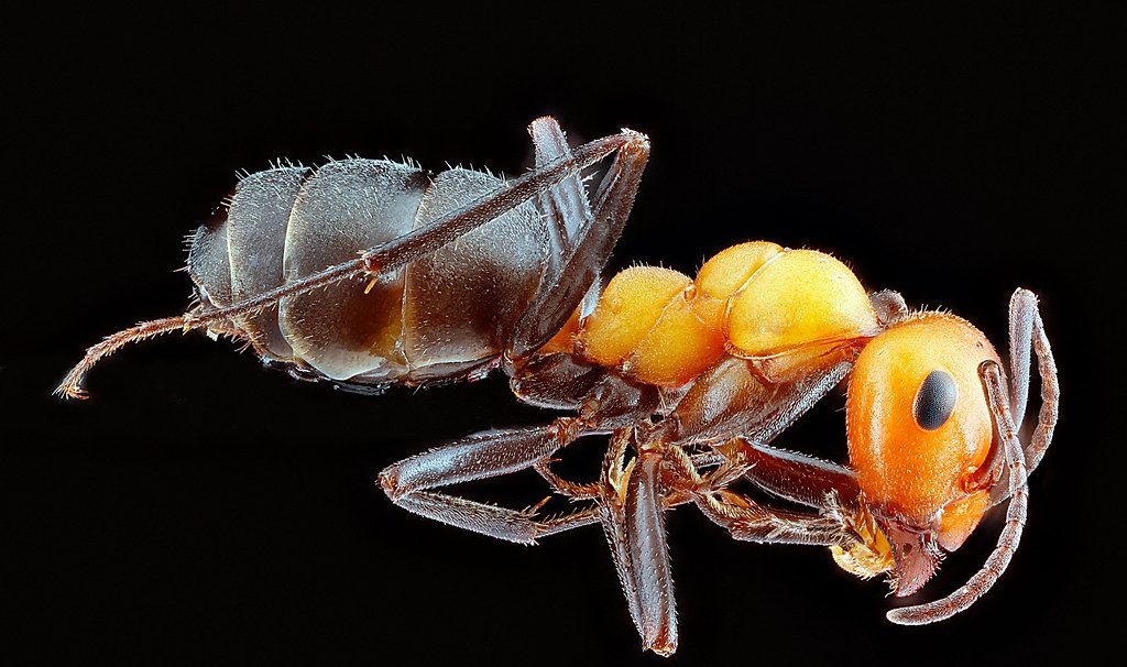 Ant Control service in Miami Beach, FL