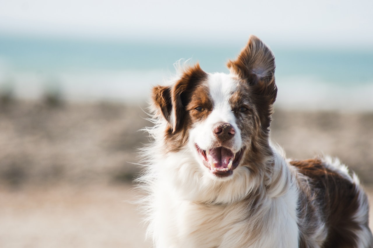 Flea & Tick Control service in Miami Beach, FL