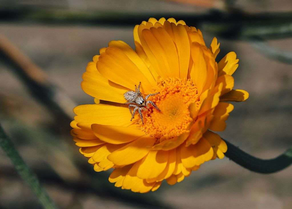 Spider Control service in Miami Beach, FL